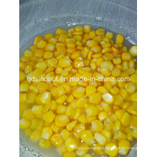 Best Price Good Quality Canned Sweet Corn Kernels